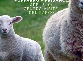 Dall’Allevamento delle Pecore La Lana: Rifiuto o Risorsa?