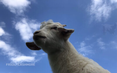L’Arrivo delle Capre Cashmere in Val Colvera